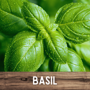 Basil