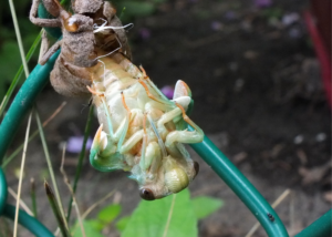 Cicada Shedding Exoskelton