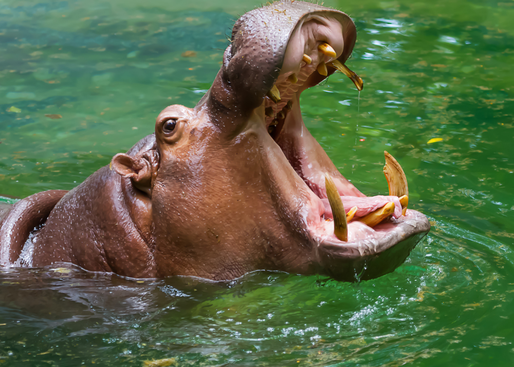 Hippo