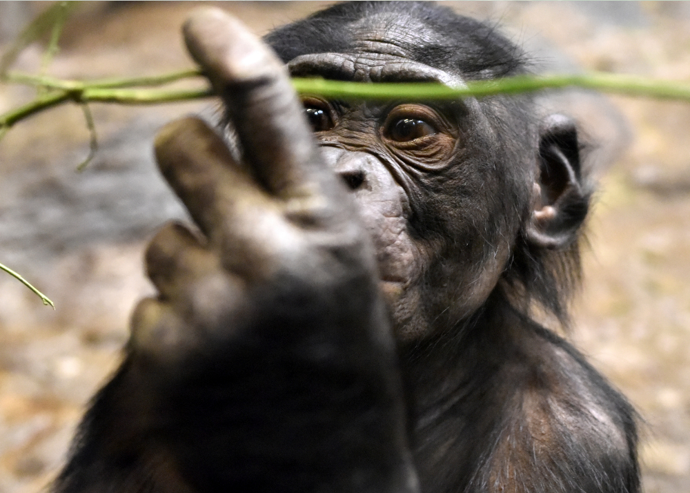 Bonobo