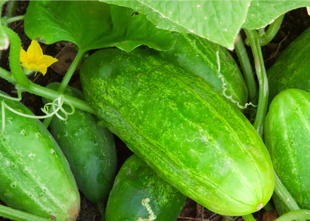 Cucumber