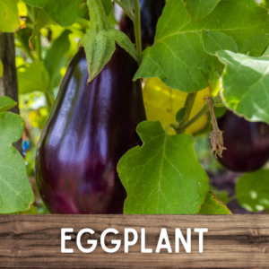 Eggplant