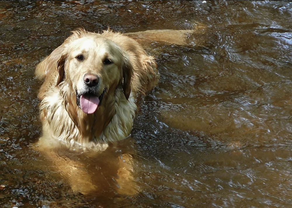 Dog in Lake