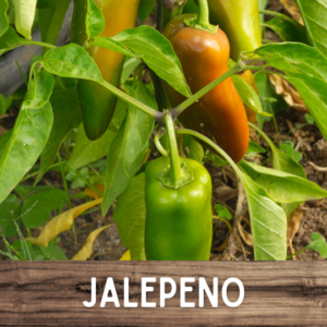 Jalepeno