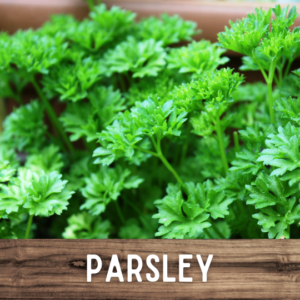 Parsley