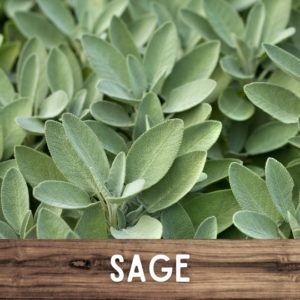 Sage