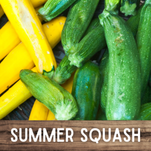 Summer Squash