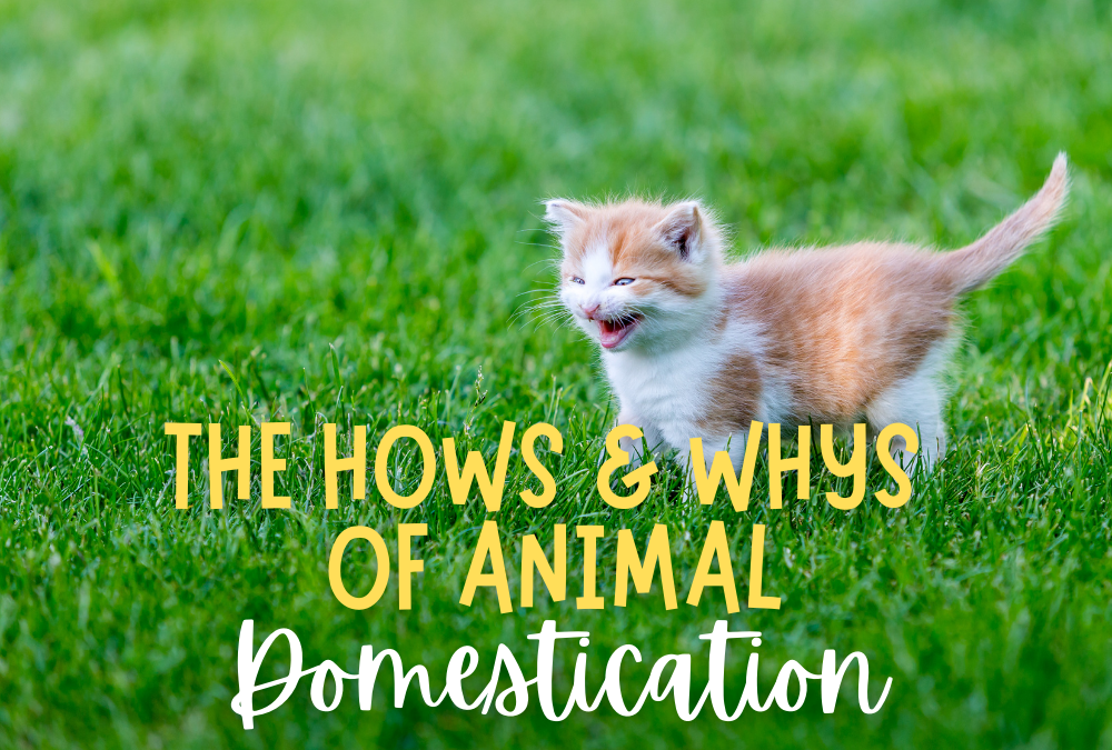 The Hows and Whys of Animal Domestication