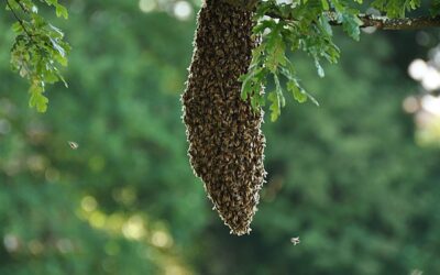 Honey Bee Swarms