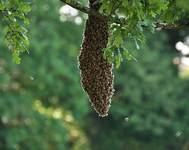 Honey Bee Swarms