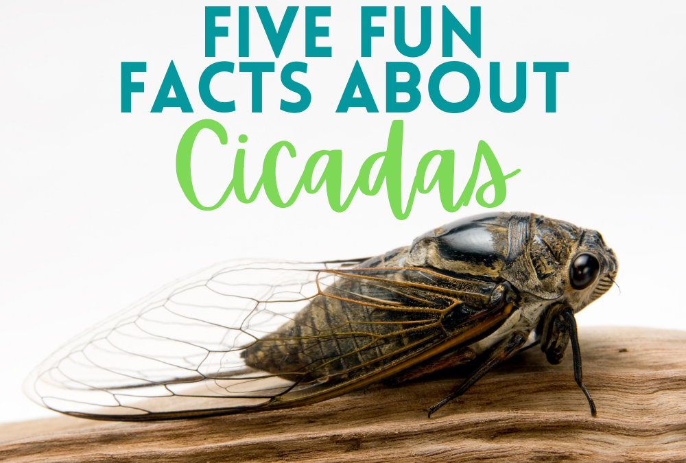 Four Fun Facts About Cicadas