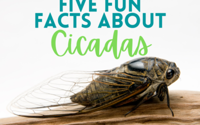 Four Fun Facts About Cicadas