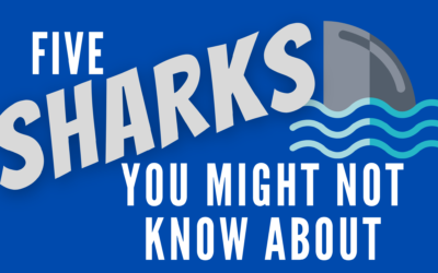 Five Sharks You Might Not Know About