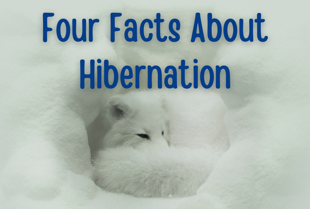 Four Facts About Hibernation