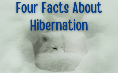 Four Facts About Hibernation