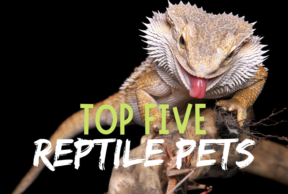 Top Five Reptile Pets