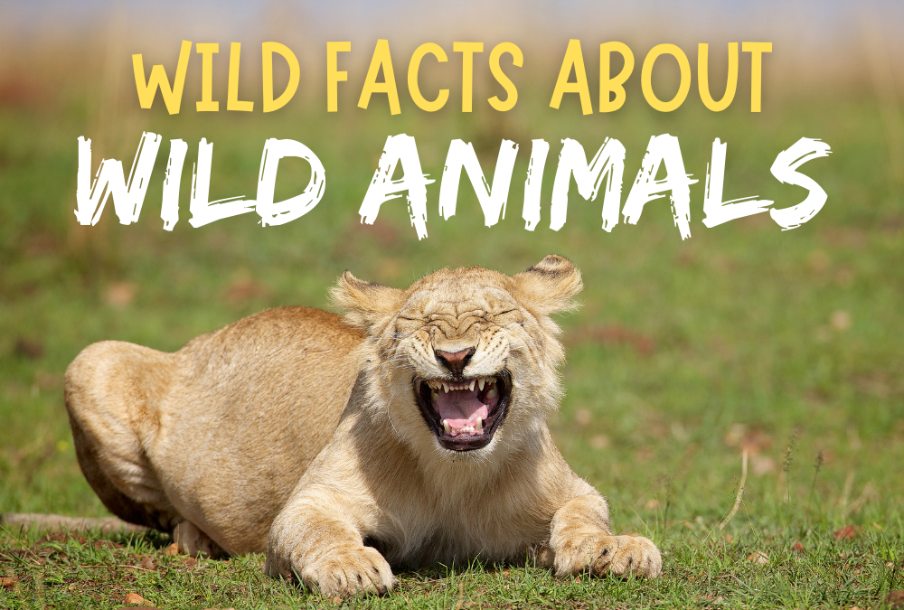 Wild Facts About Wild Animals