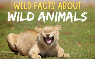 Wild Facts About Wild Animals