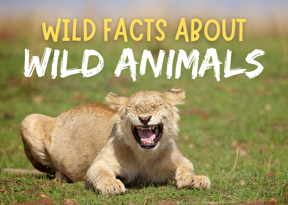 Wild Facts About Wild Animals | Terrebonne Parish Library System