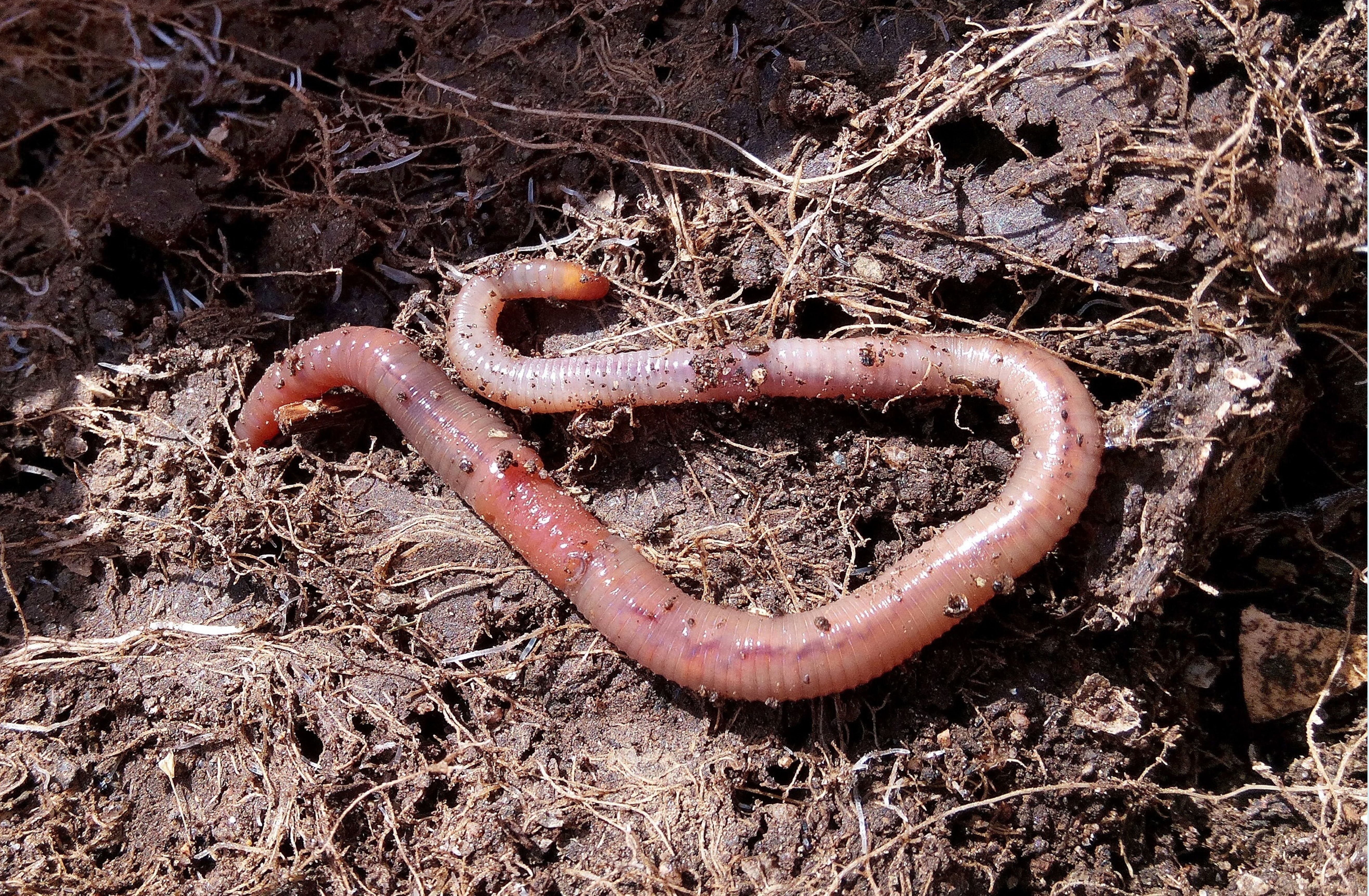 Дождевой червь это какой червь. Обыкновенный дождевой червь. Дождевые черви вермикультура. Черви земляные и дождевые.