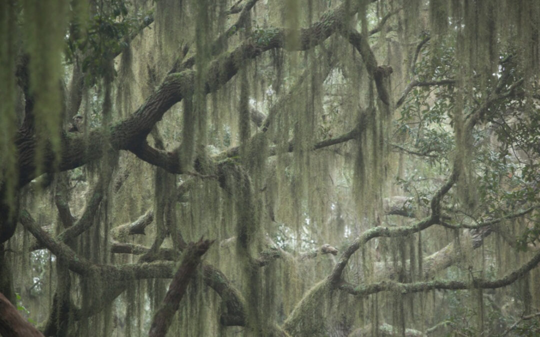 Our Terrebonne Parish Resident Ghost