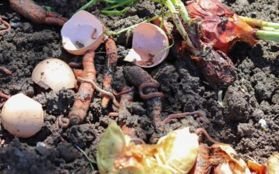 How to Make Your Own Worm Compost Bin