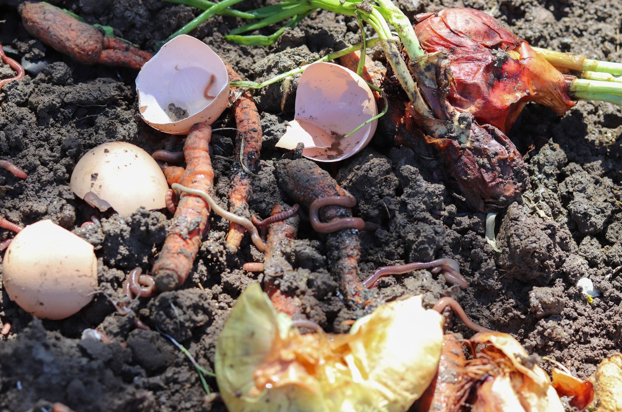 https://mytpl.org/wp-content/uploads/worm-compost-bin.jpg